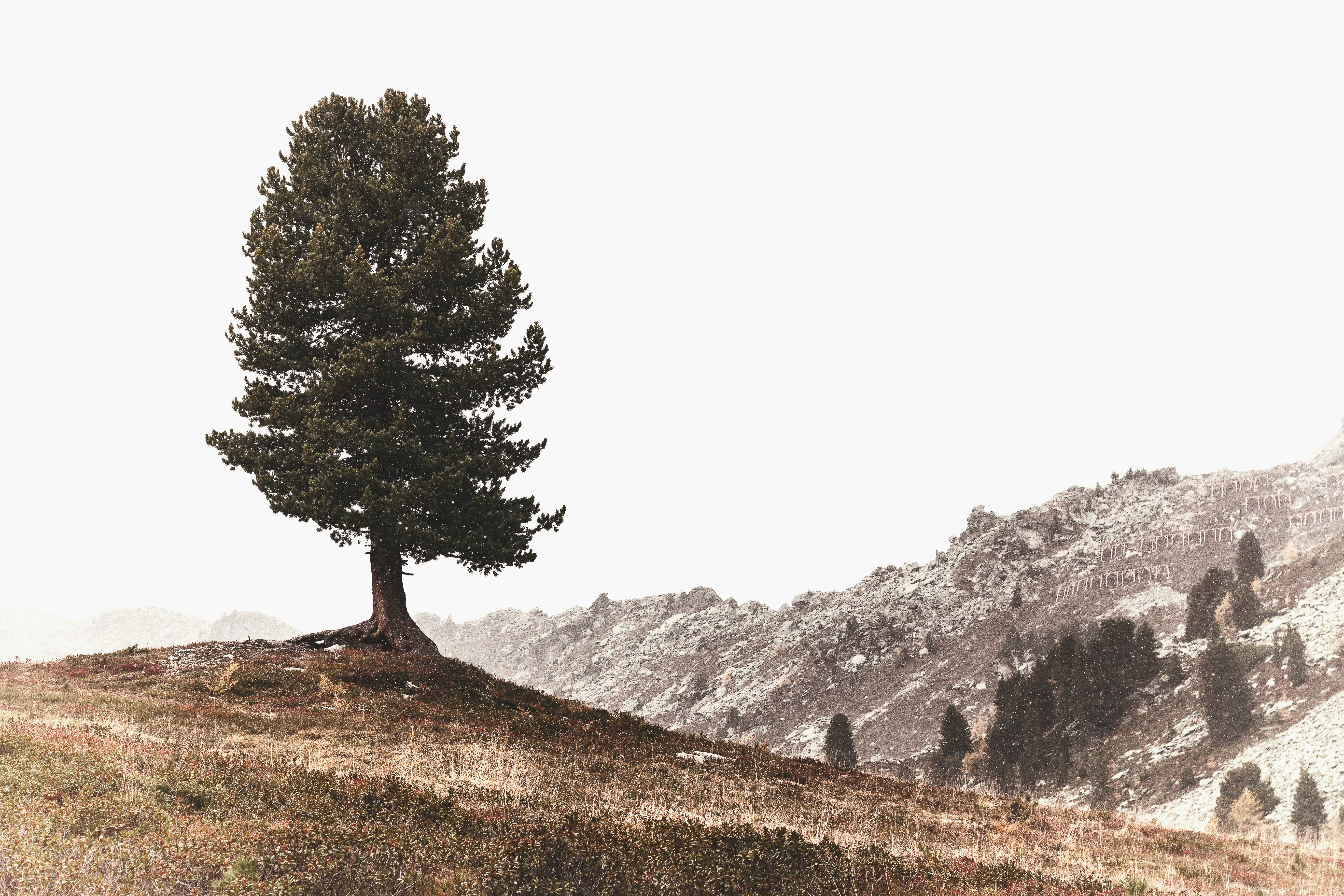 green leafed tree on mountain